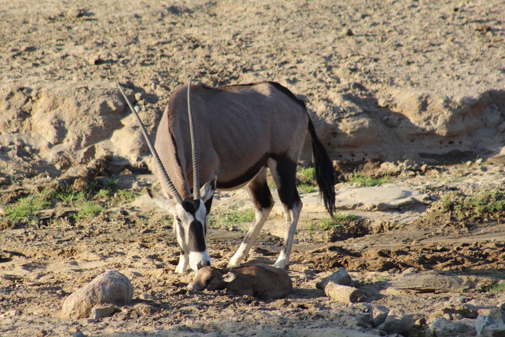 Gemsbok with Newborn