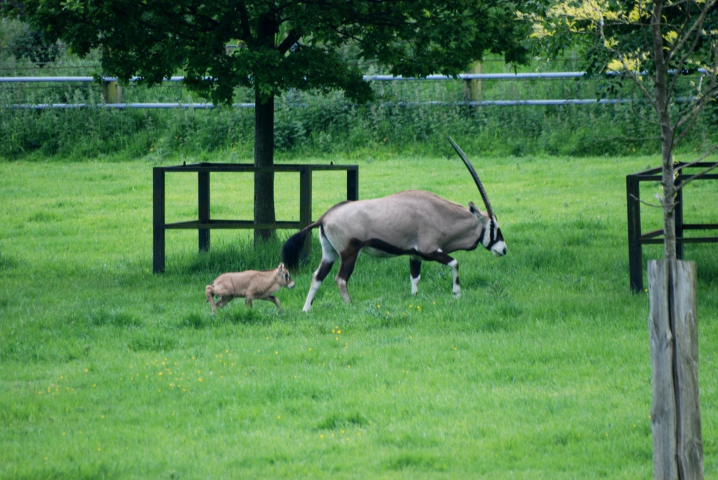 Gemsbok with Young at Whipsnade, 31/05/14
