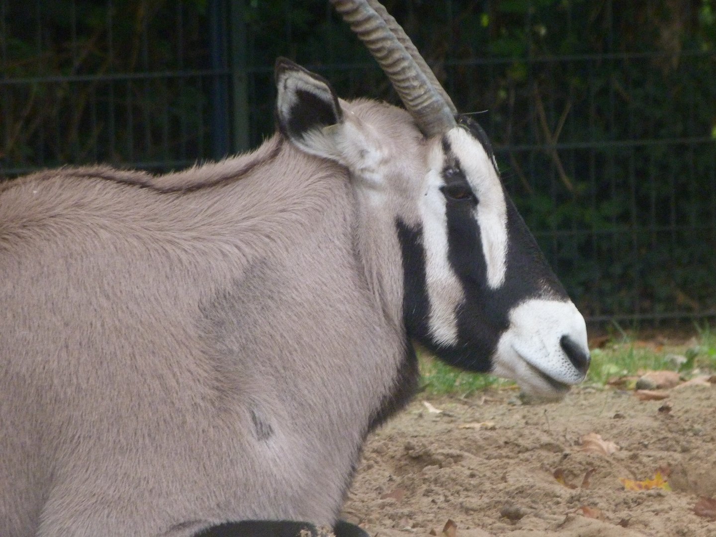 Gemsbok -Zoologischer Garten Berlin (2024)