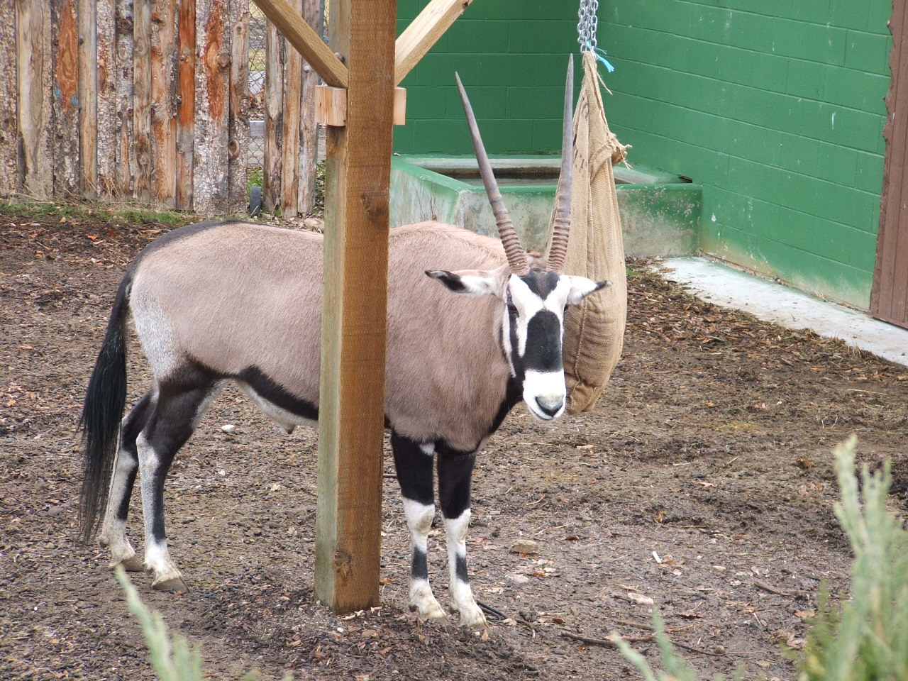 Gemsbok