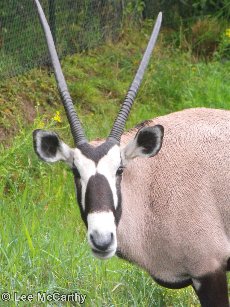 Gemsbok