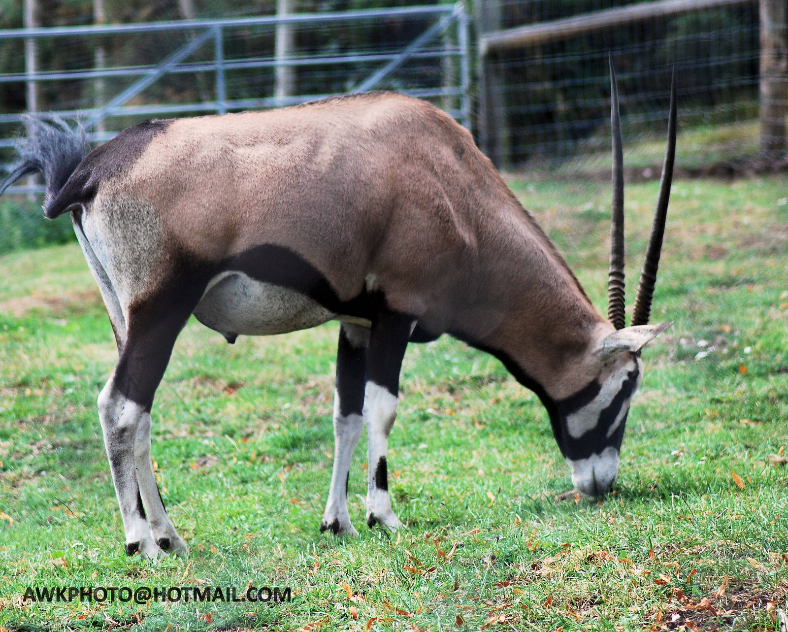 GEMSBOK