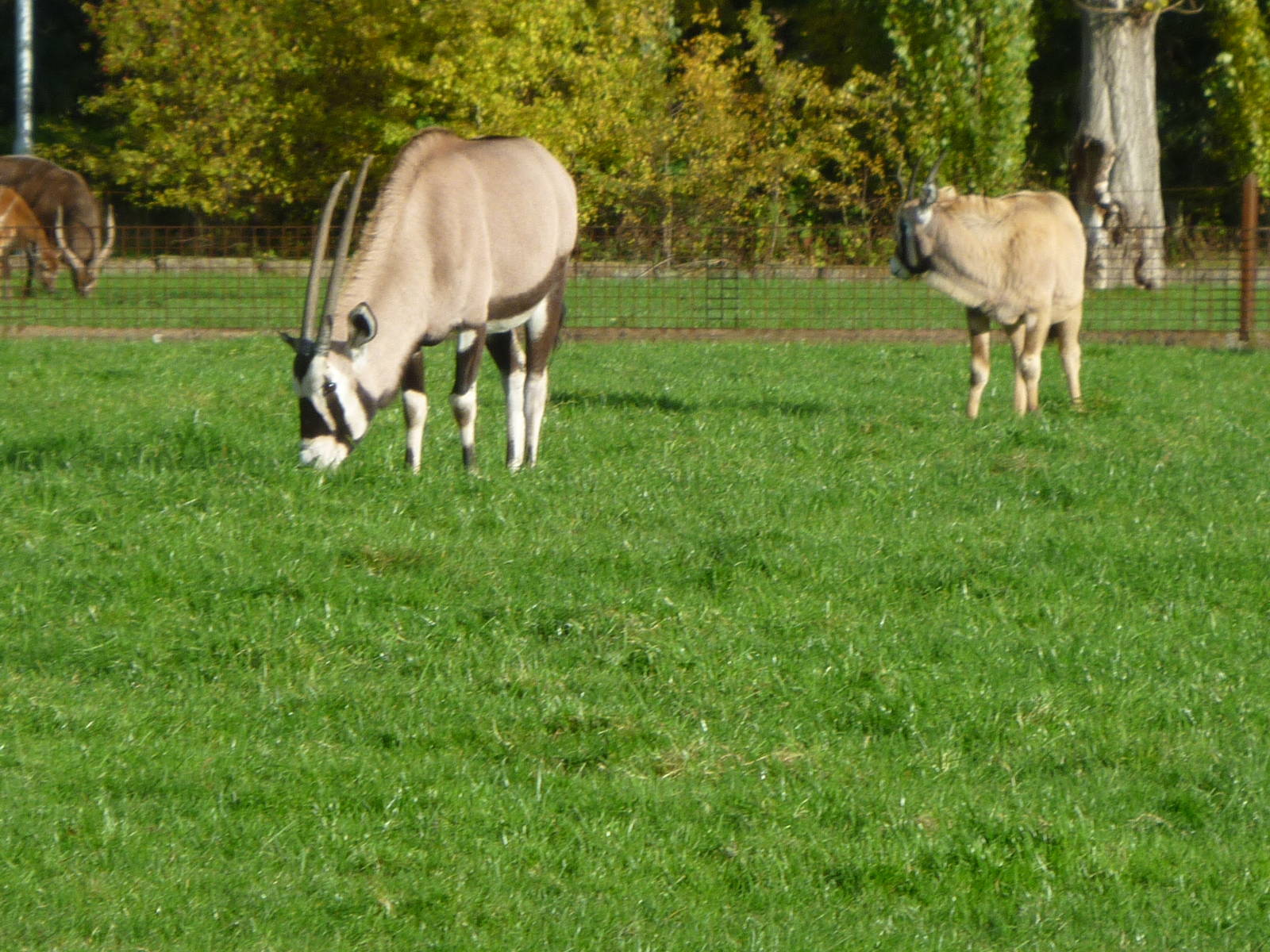 Gemsbok