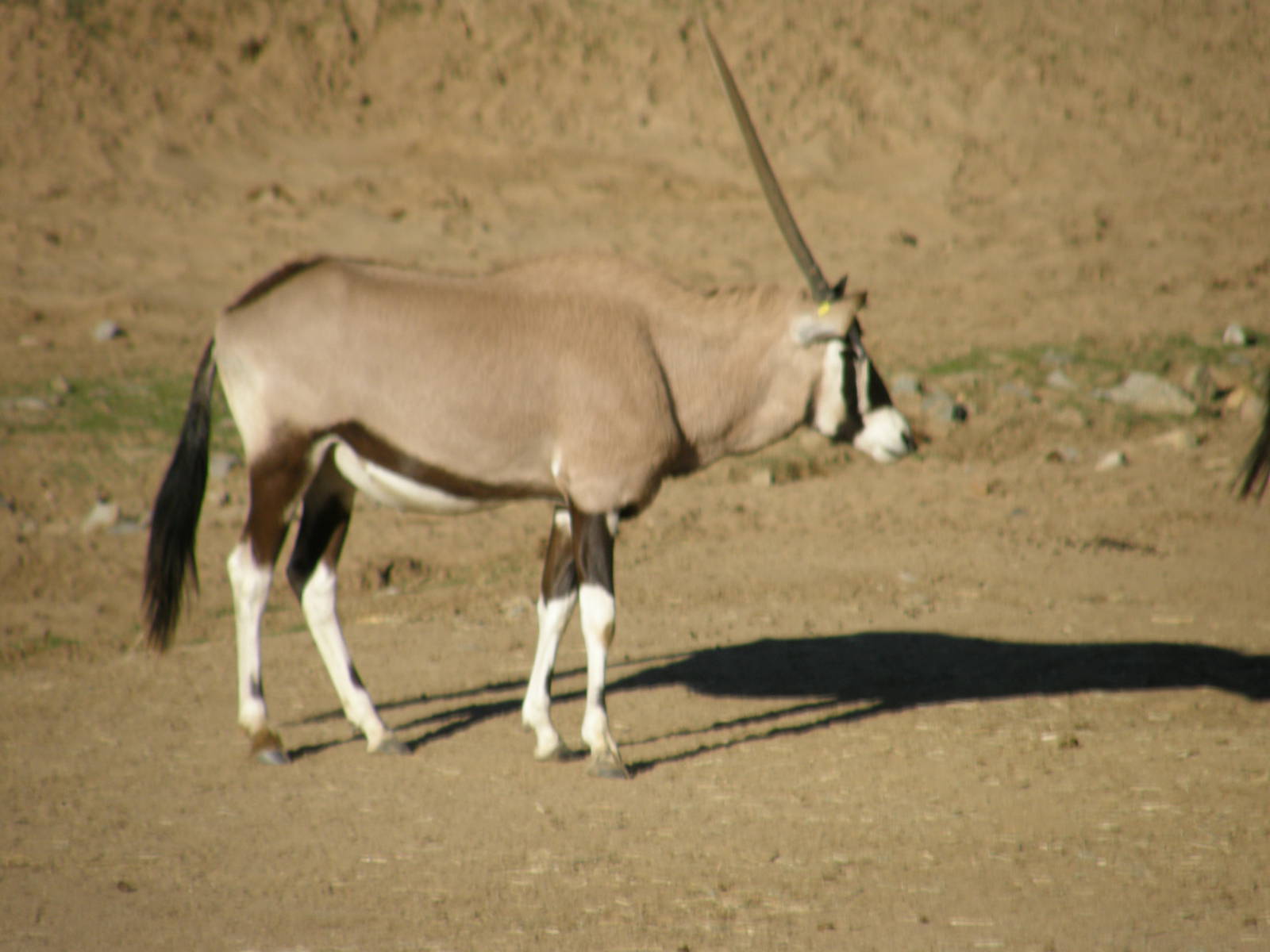 gemsbok
