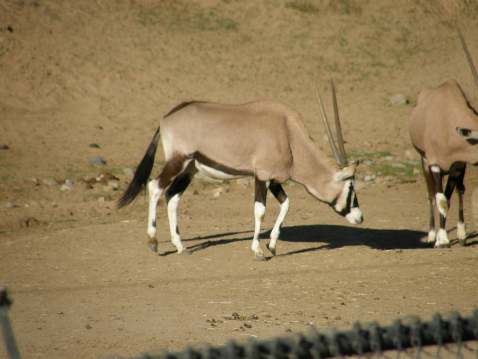 gemsbok