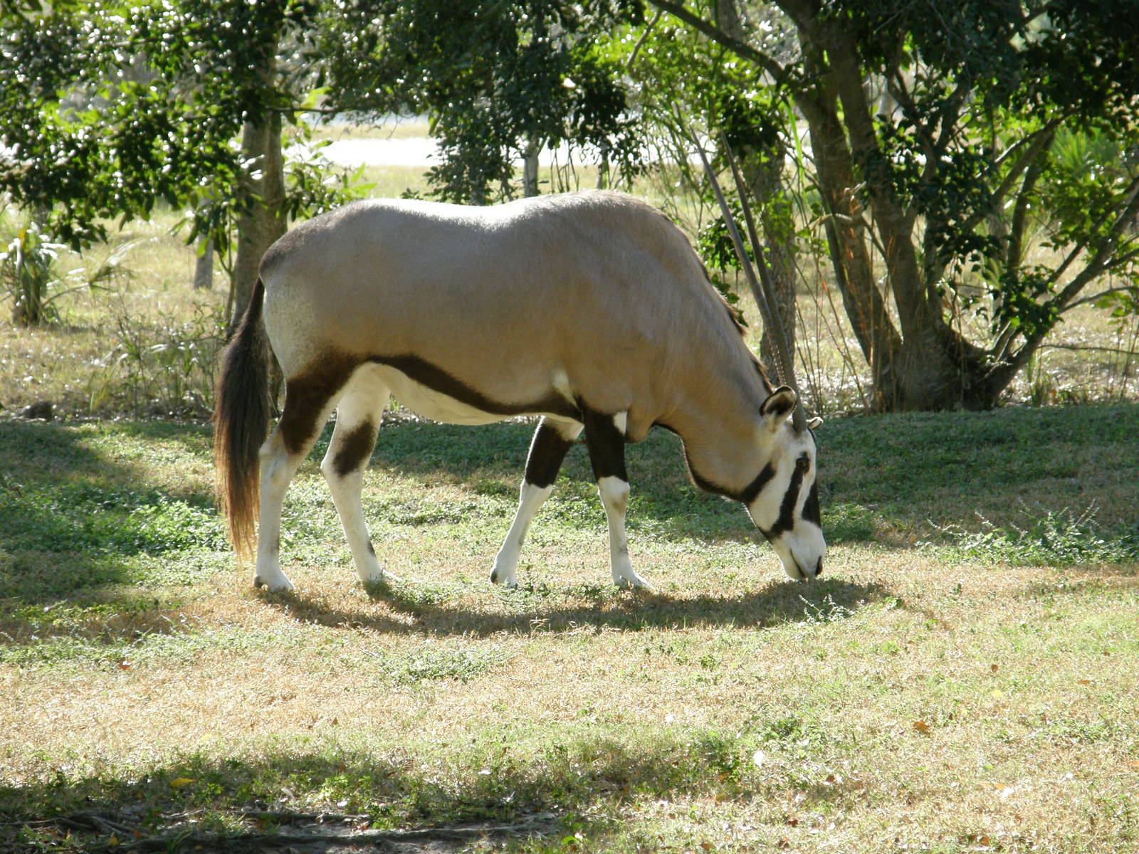 gemsbok