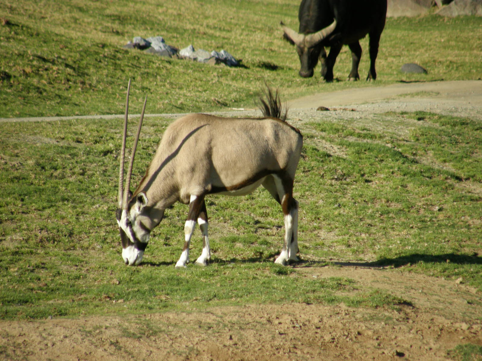gemsbok