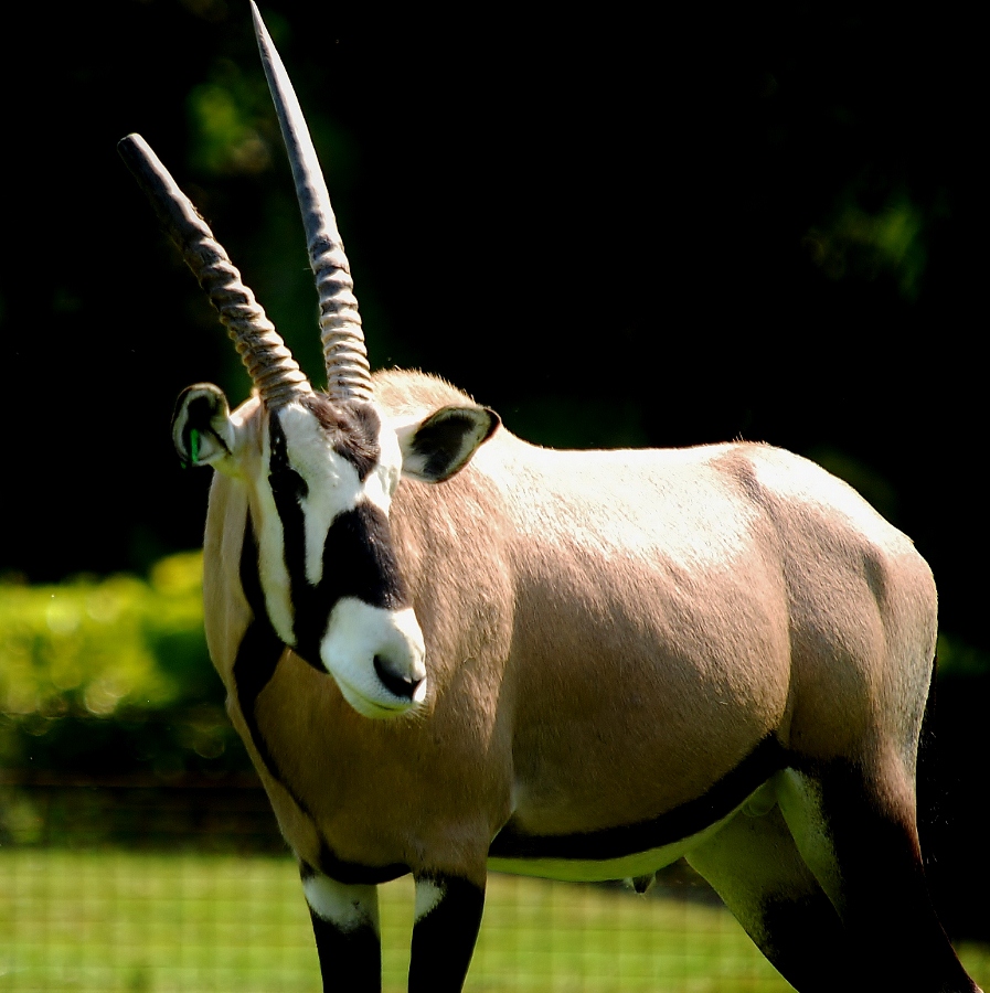 Gemsbok