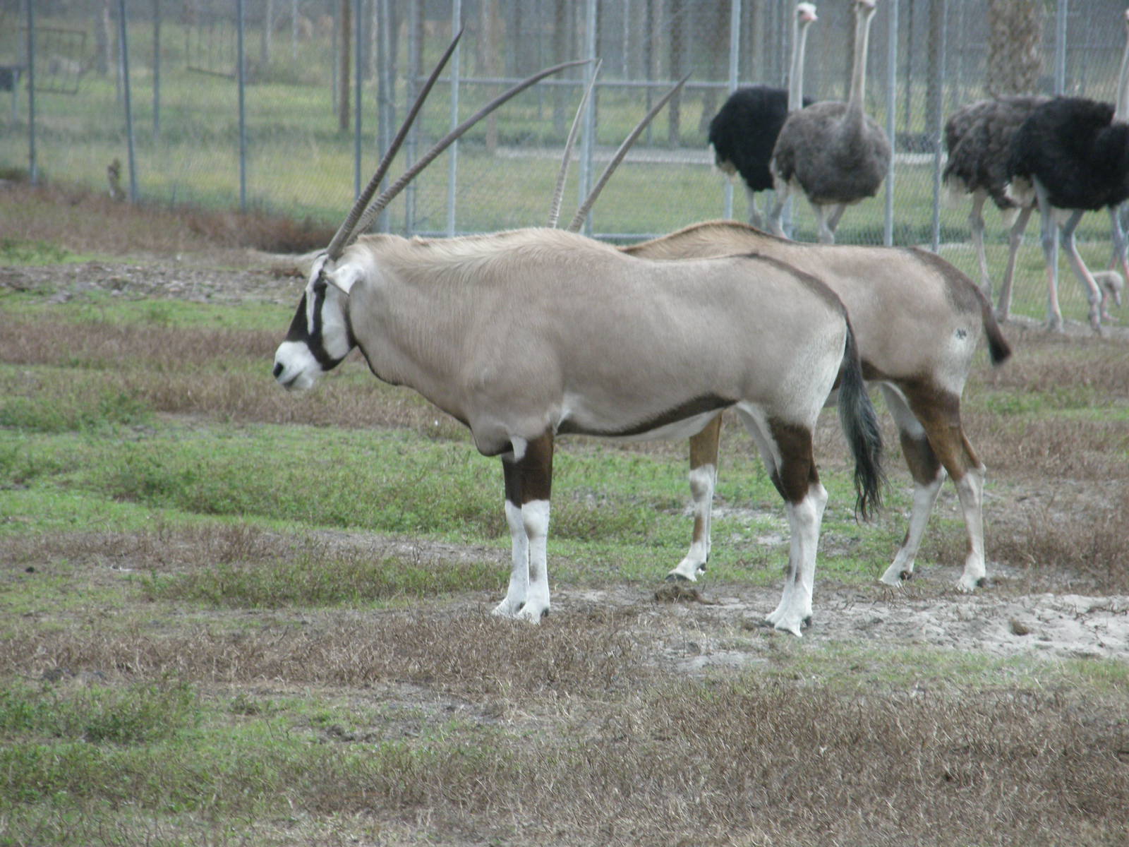 gemsbok