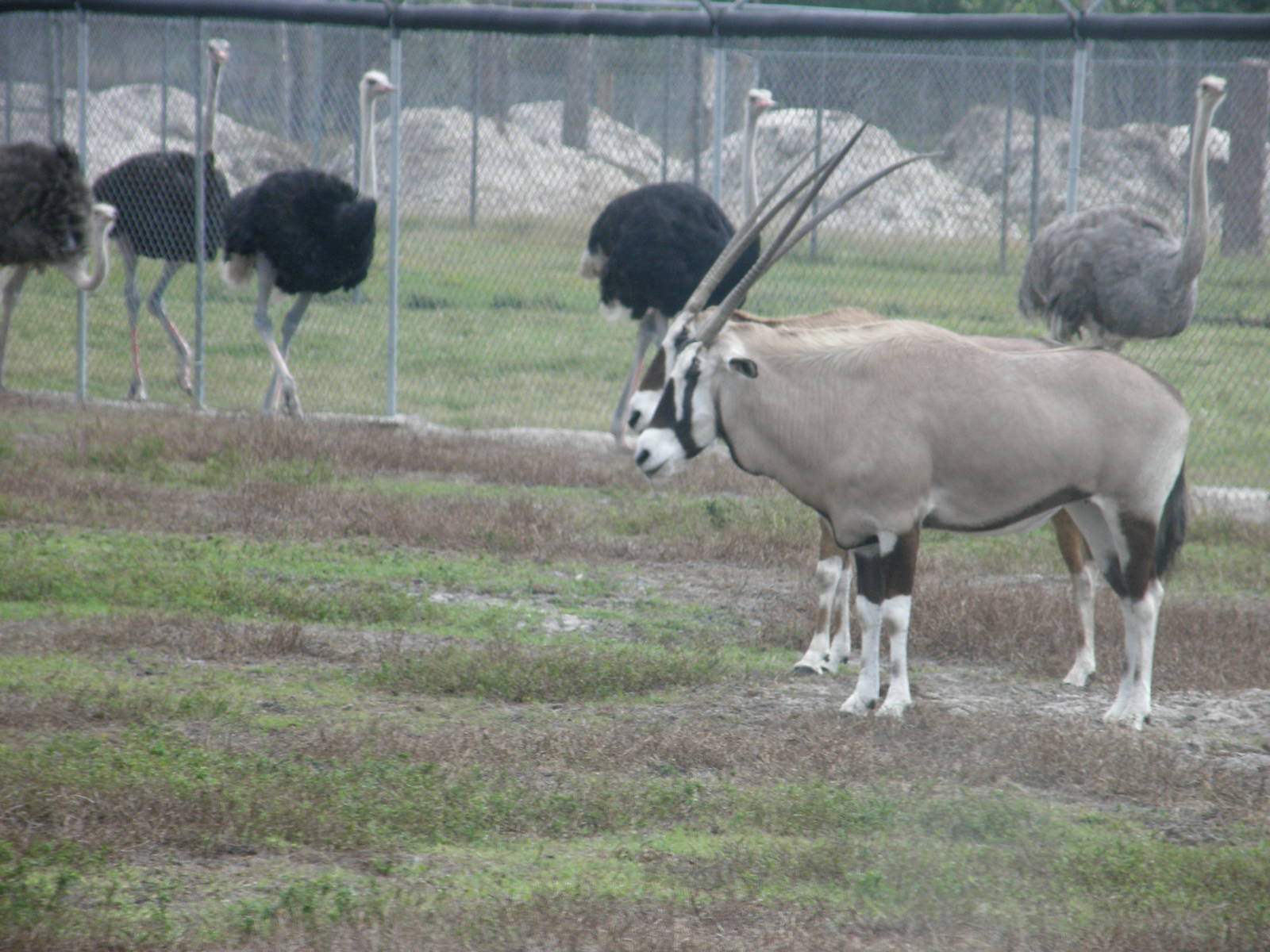 gemsbok