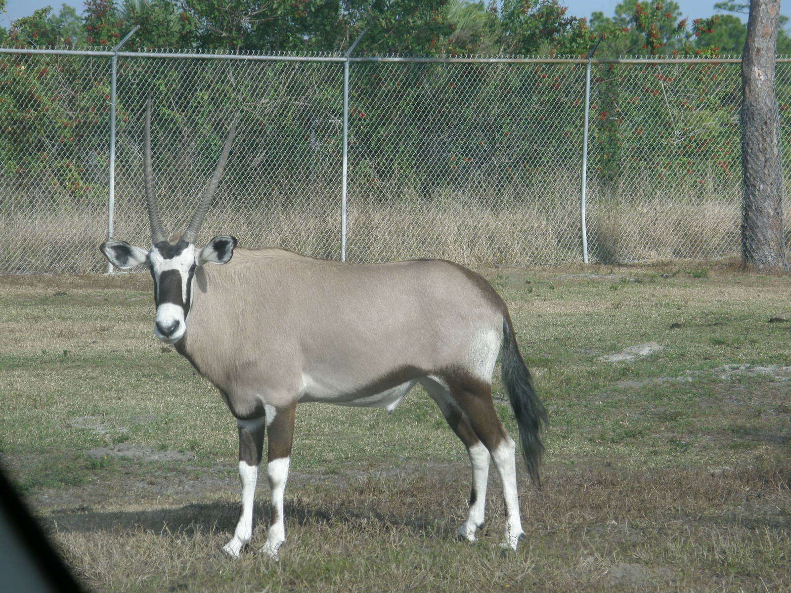 gemsbok
