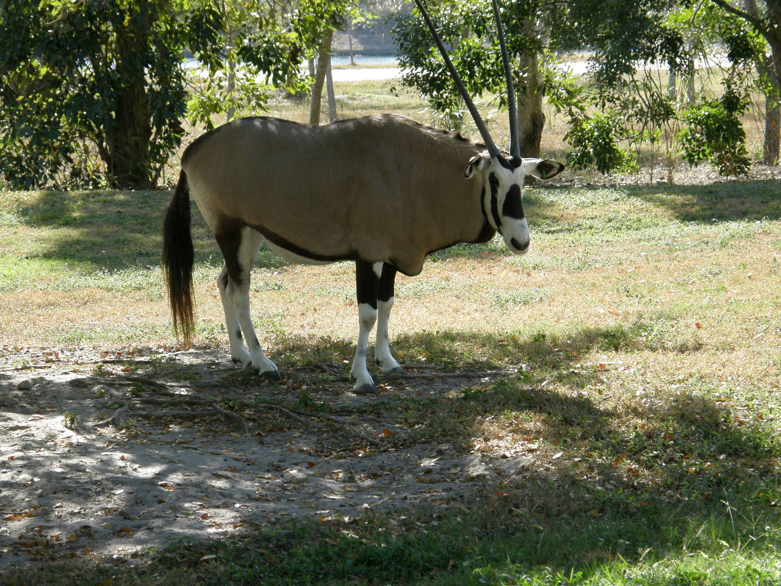 gemsbok