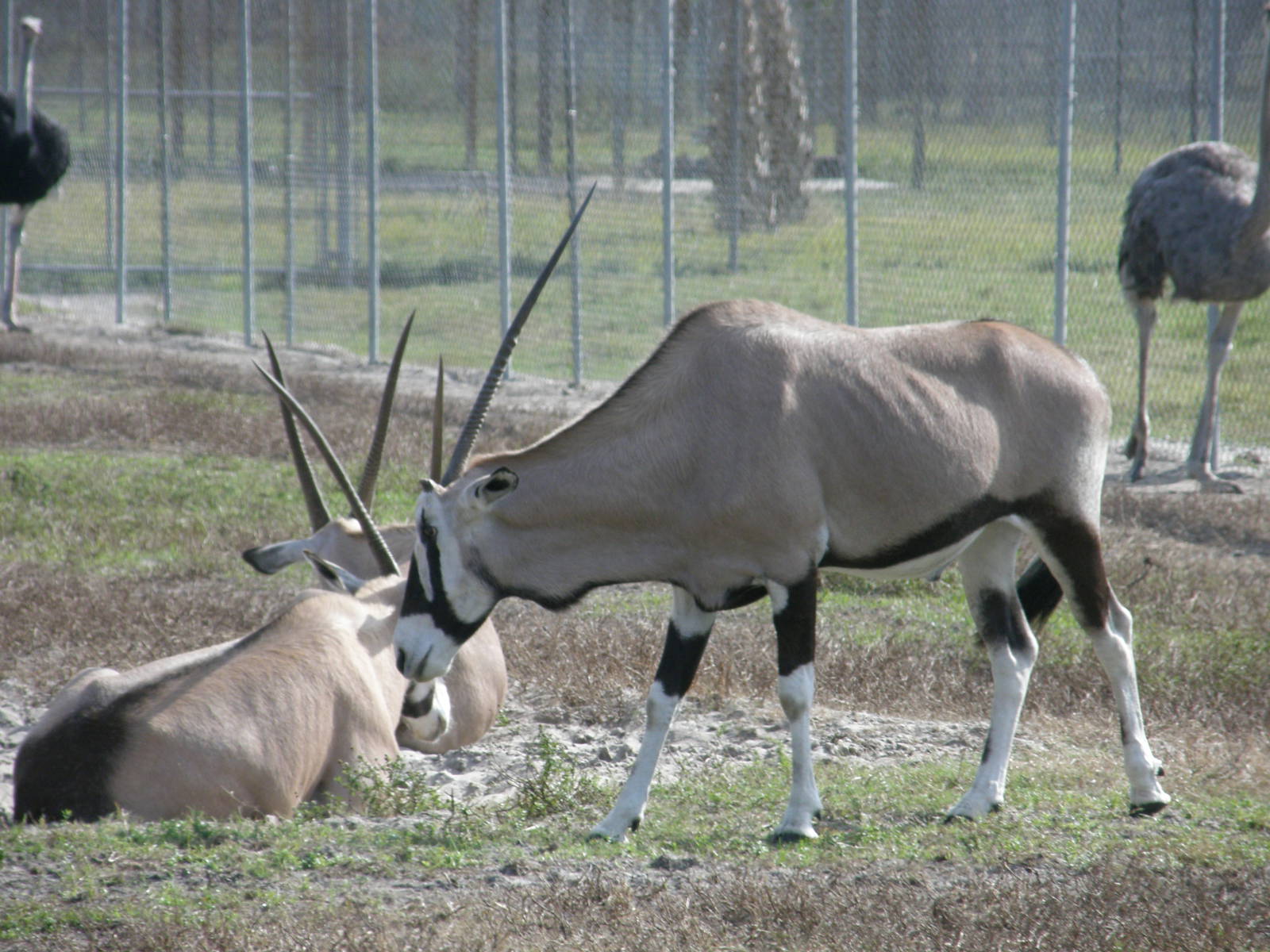 gemsbok