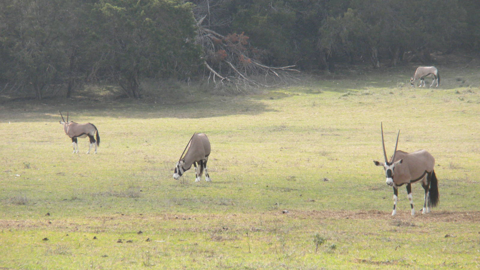 Gemsbok