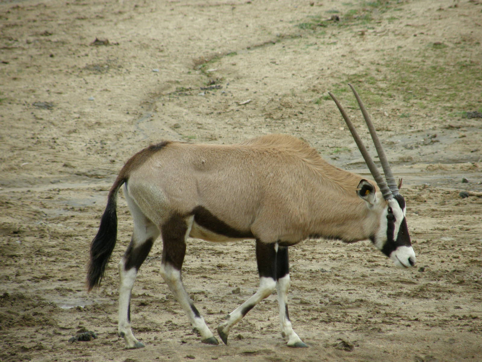 gemsbok