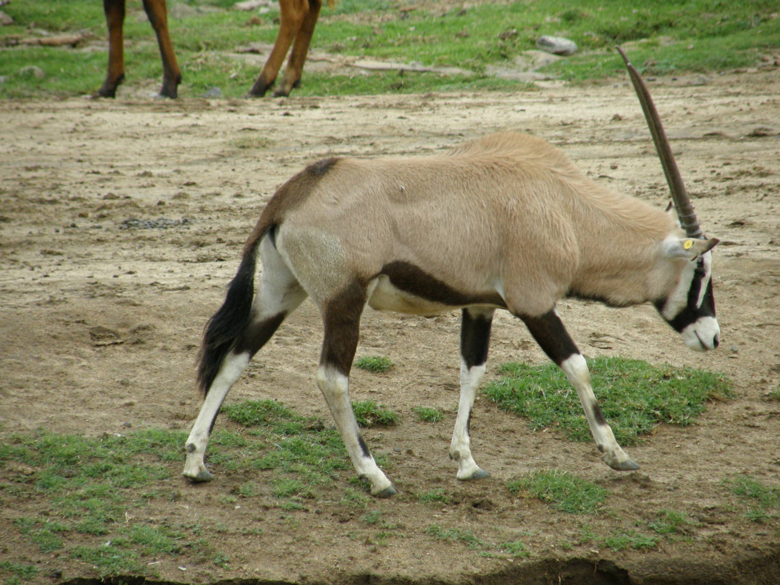 gemsbok