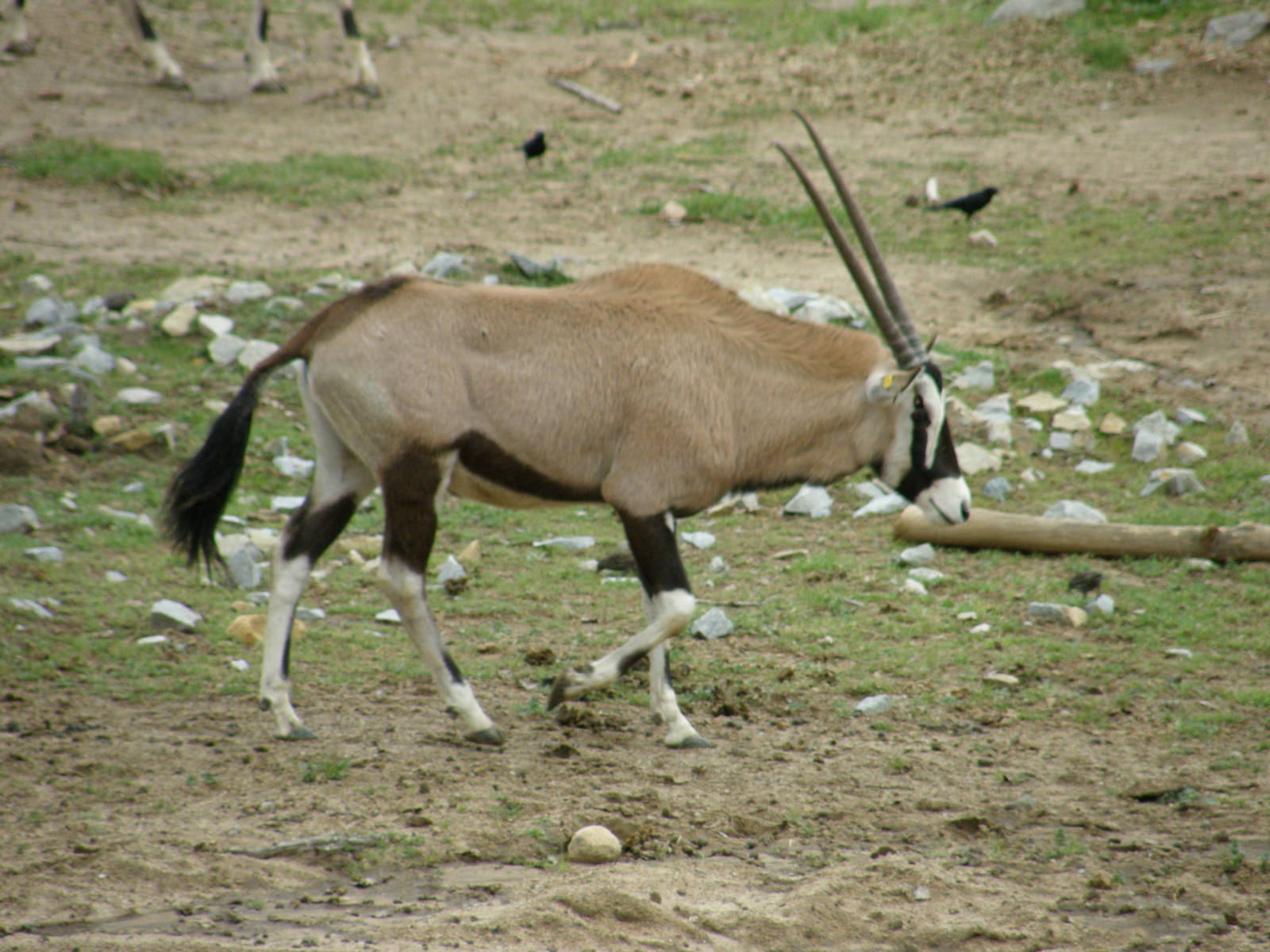 gemsbok