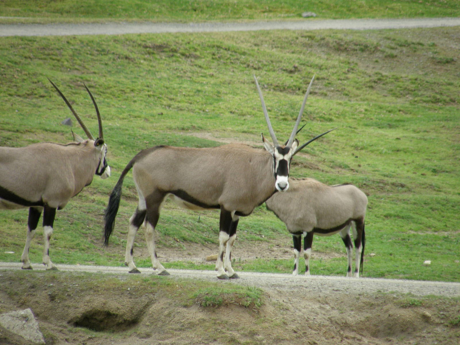 gemsbok