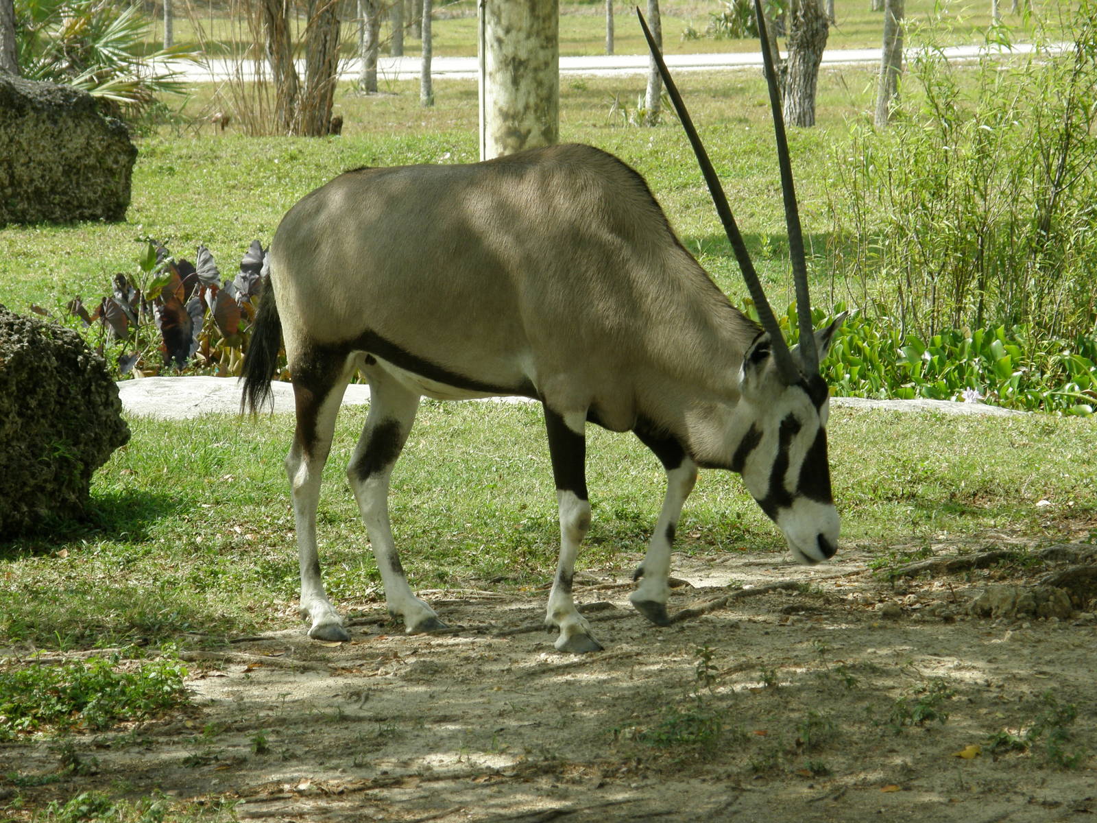 gemsbok