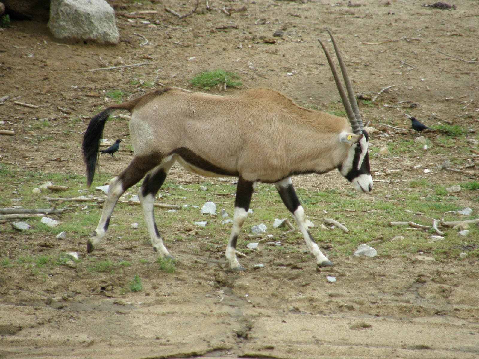 gemsbok