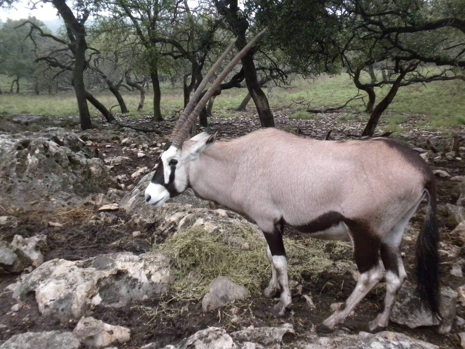 Gemsbok