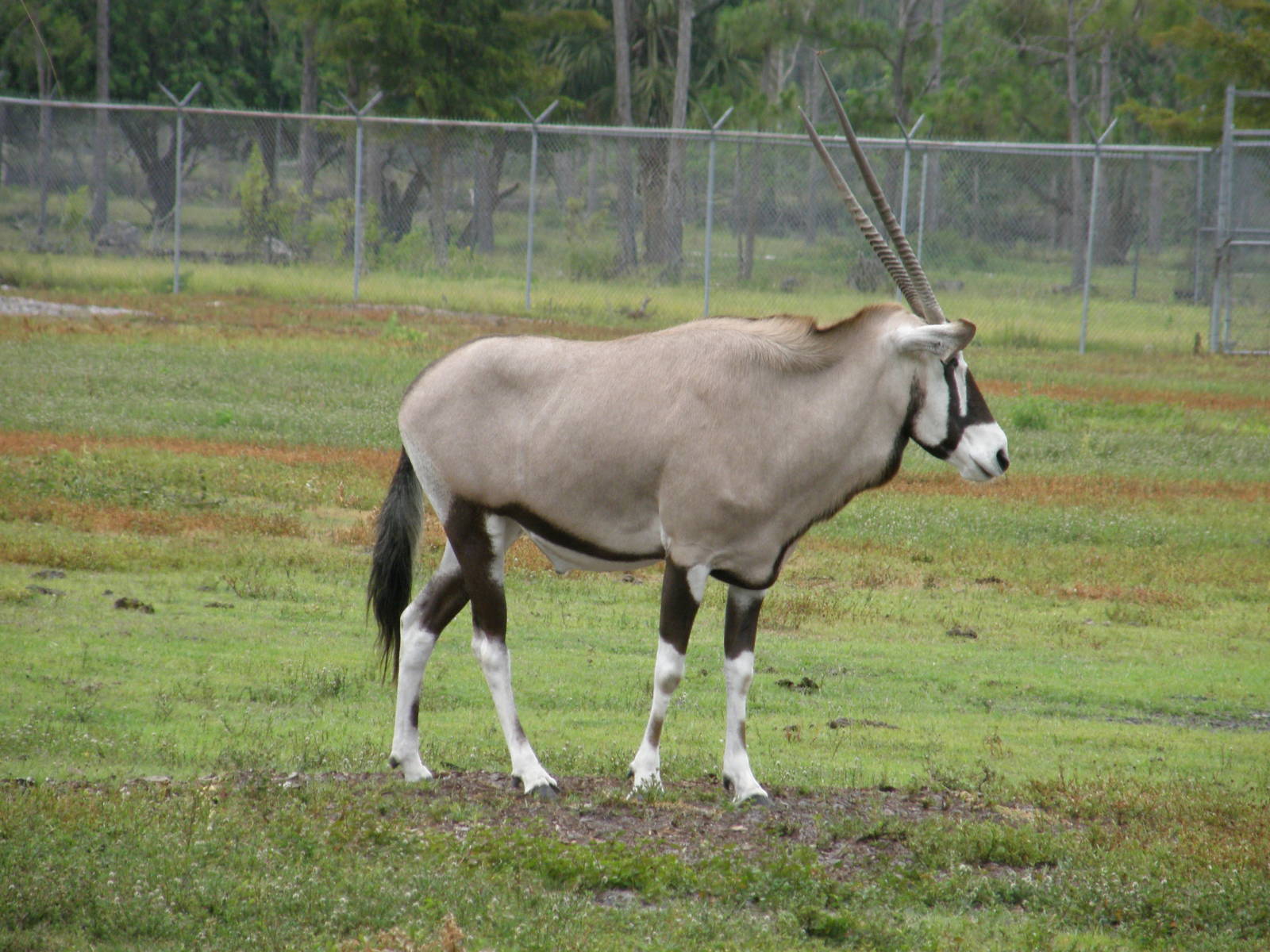 gemsbok