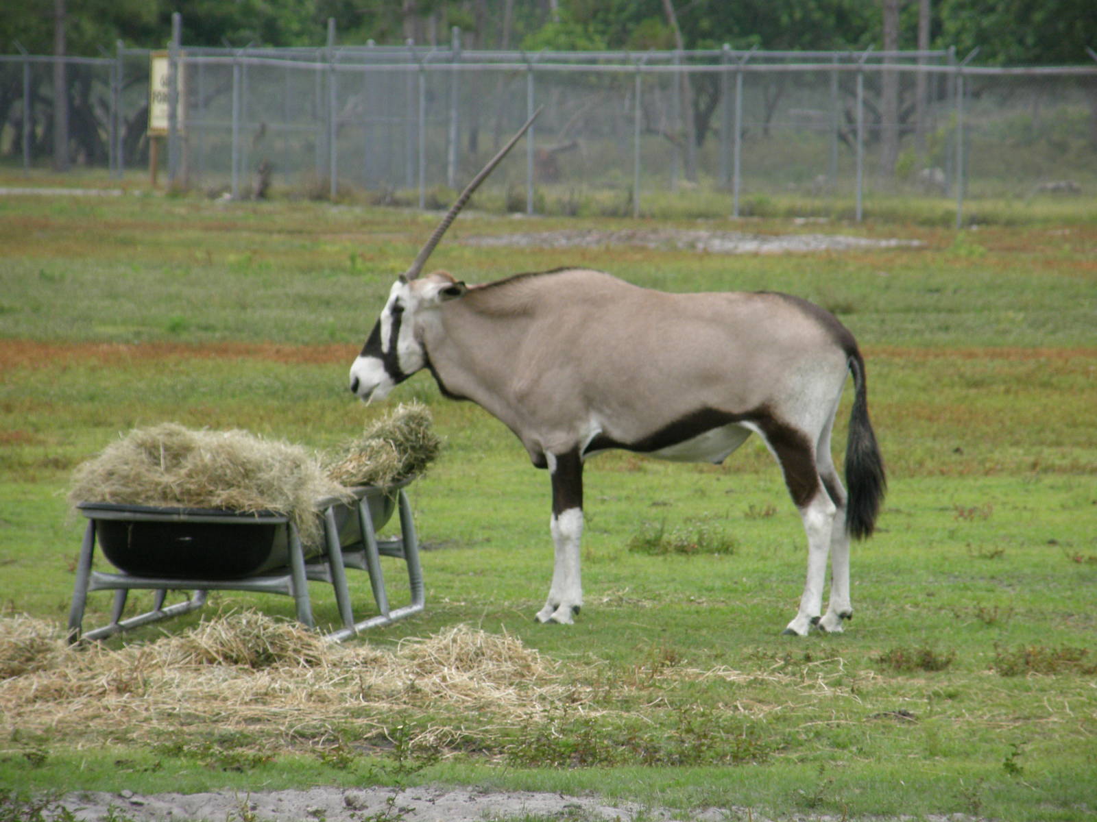 gemsbok