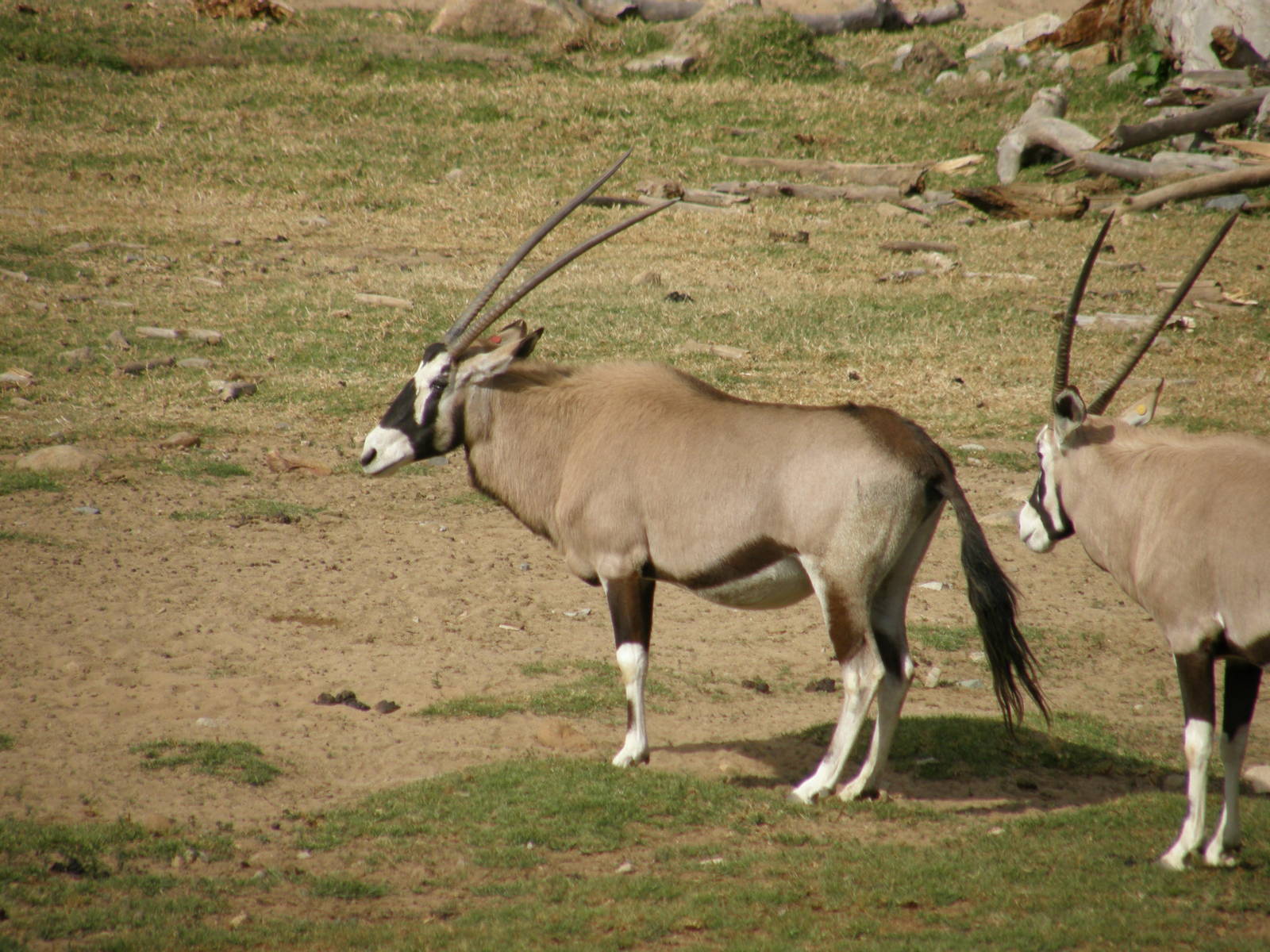 gemsbok
