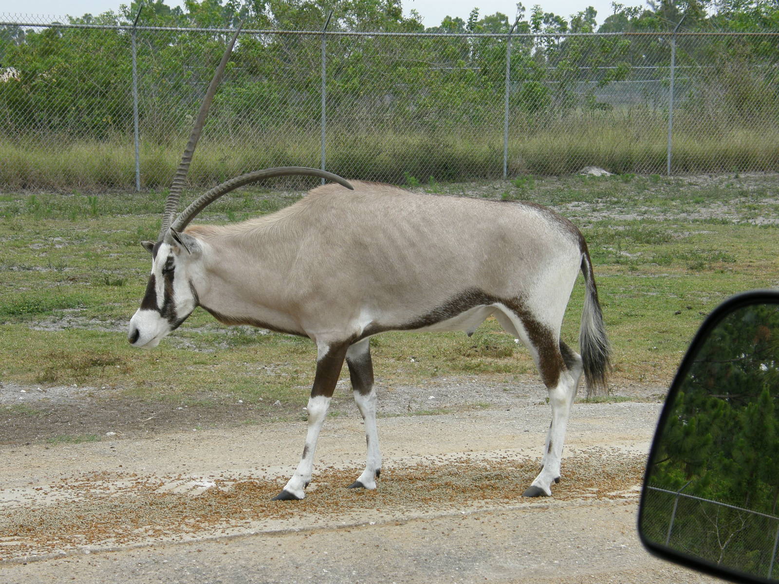 gemsbok