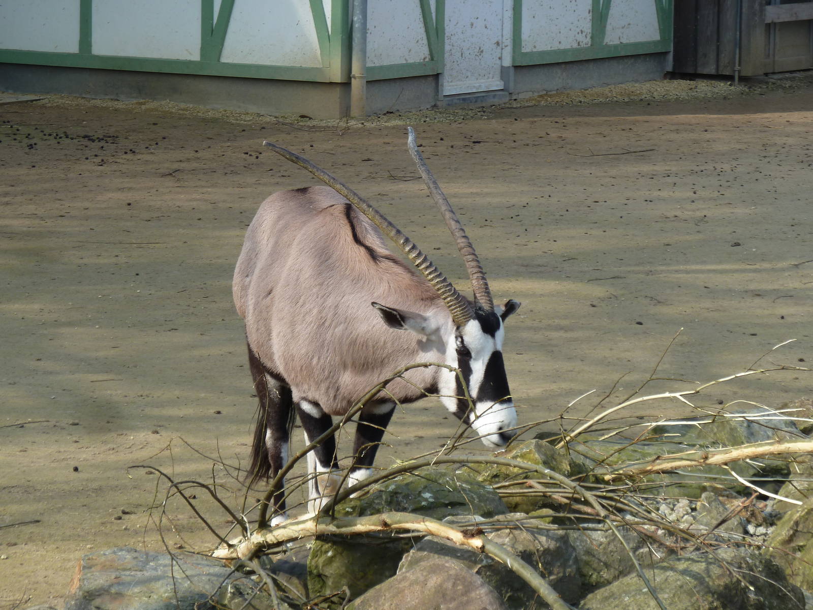 Gemsbok