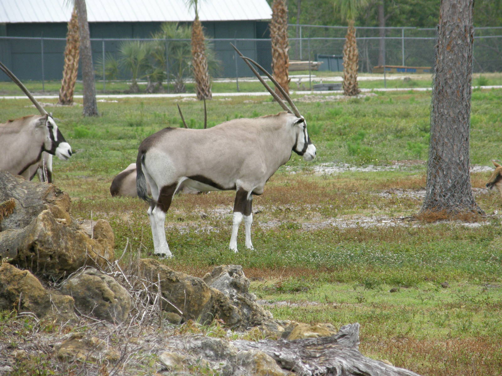 gemsbok