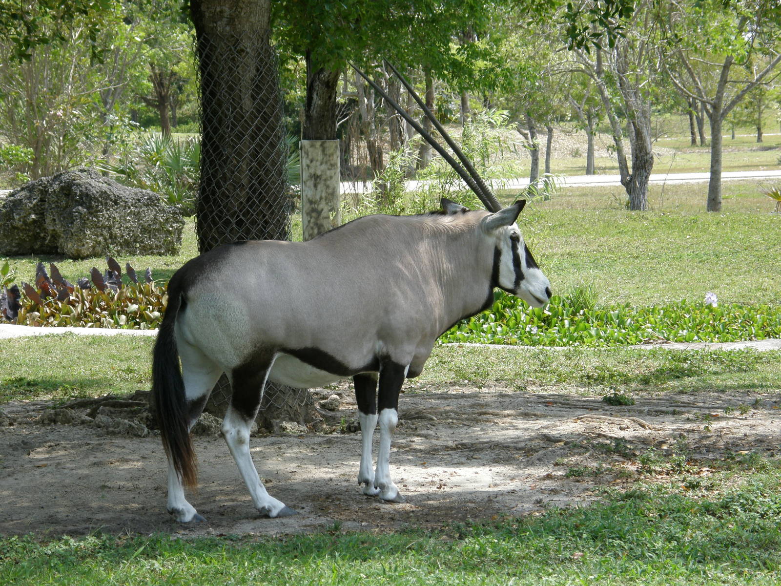 gemsbok