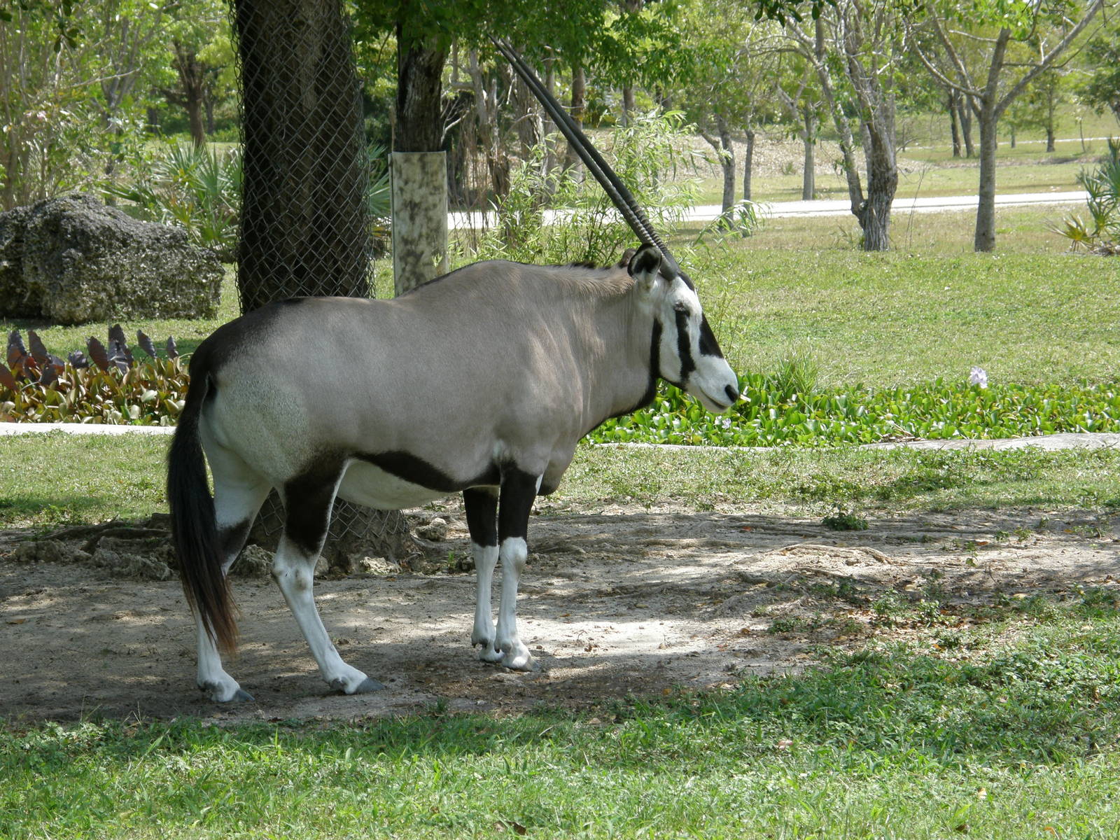 gemsbok