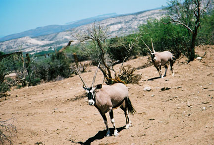 gemsbok