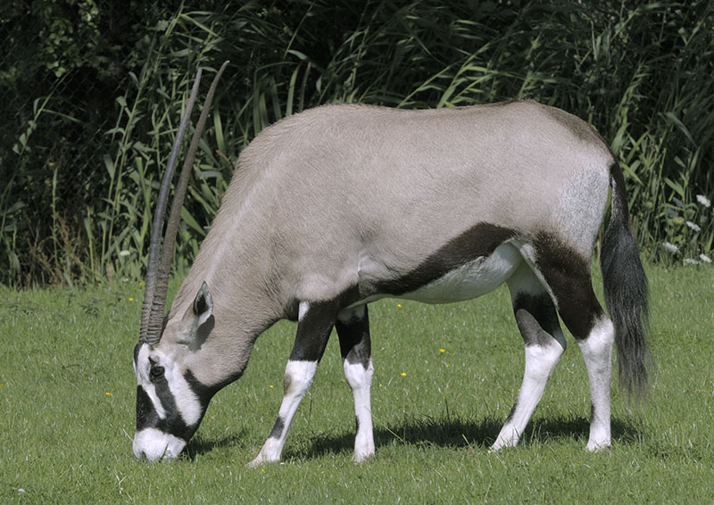 Gemsbok