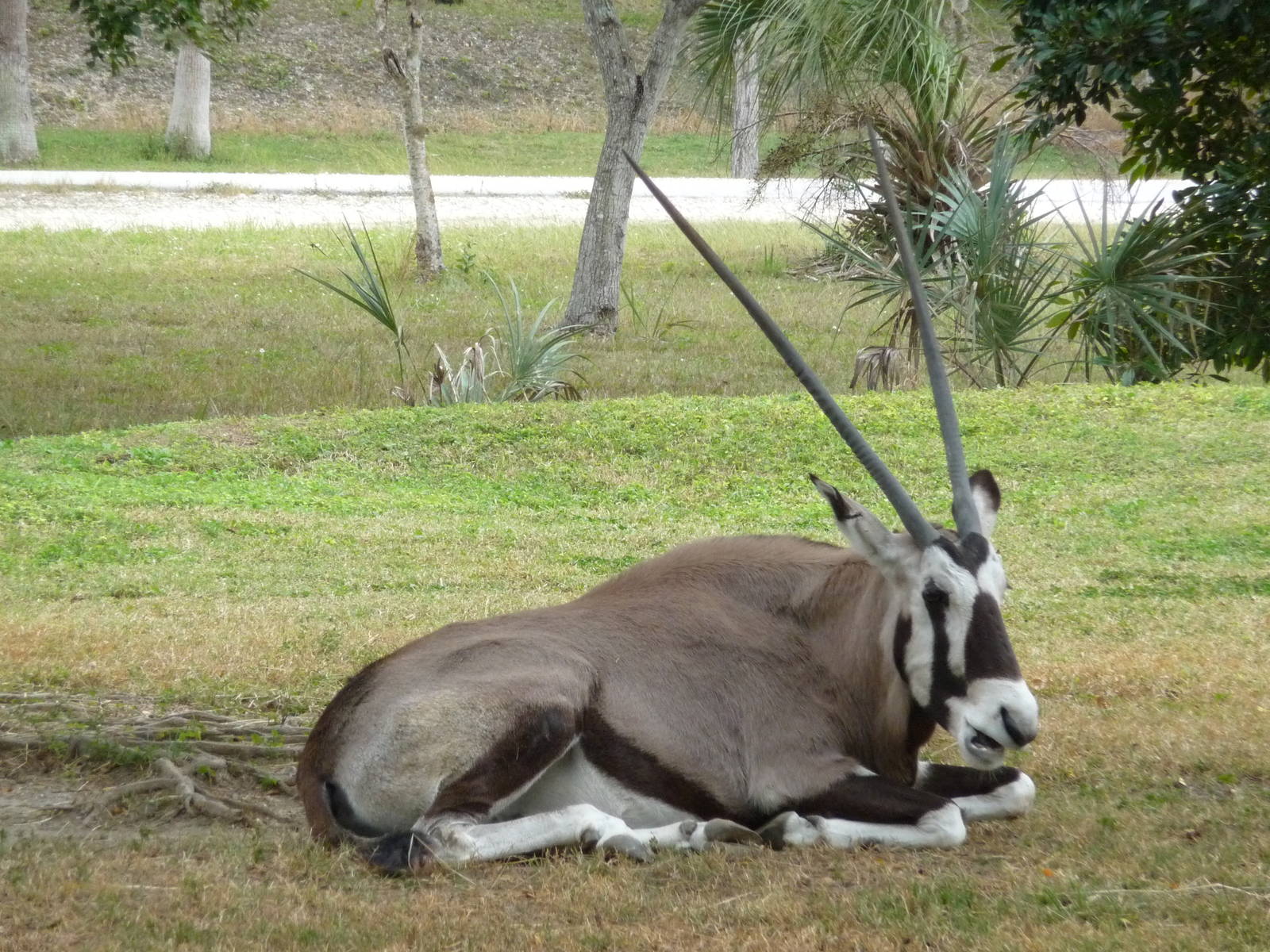 Gemsbok