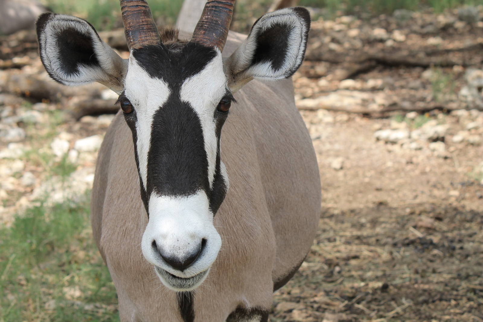 Gemsbok
