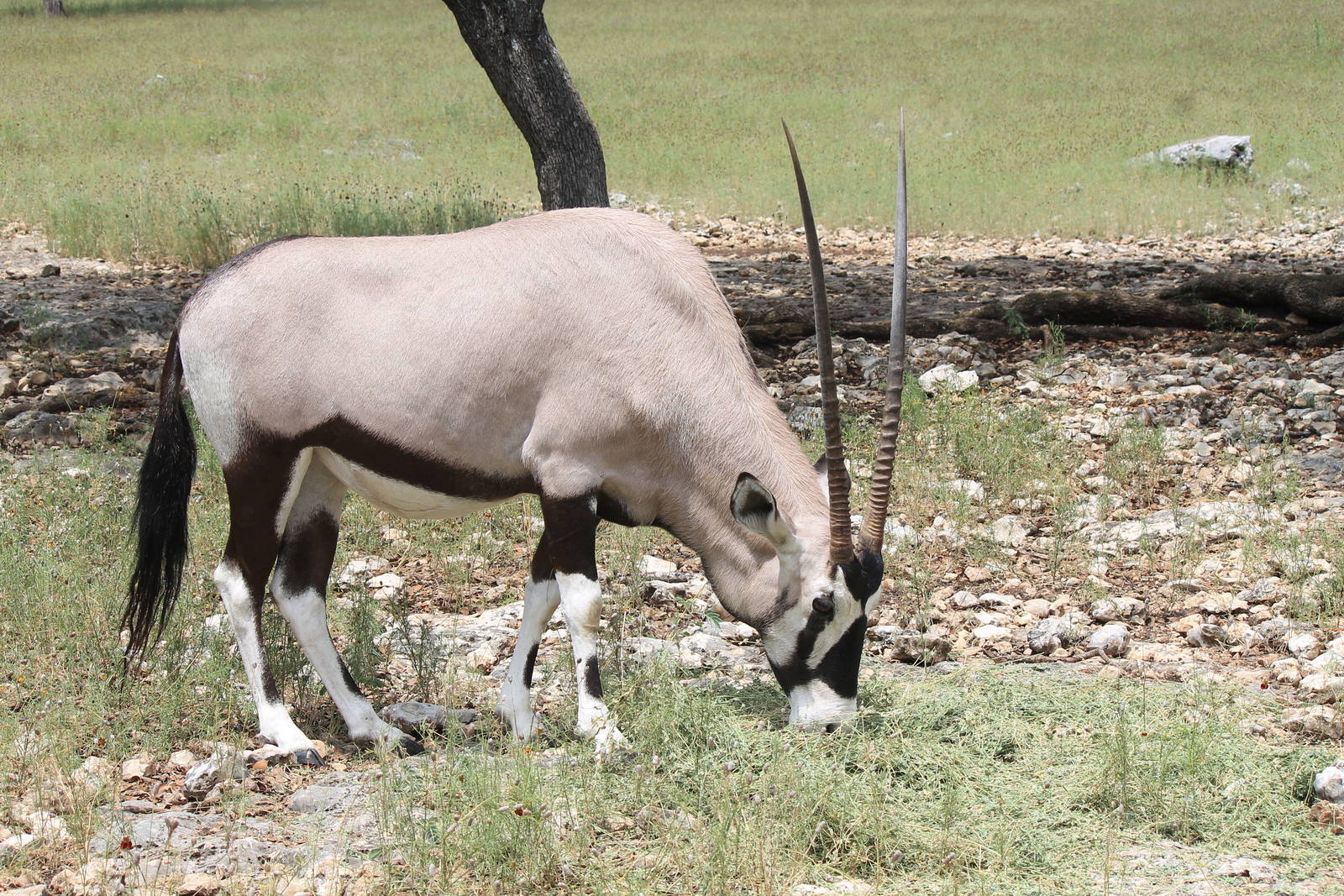 Gemsbok