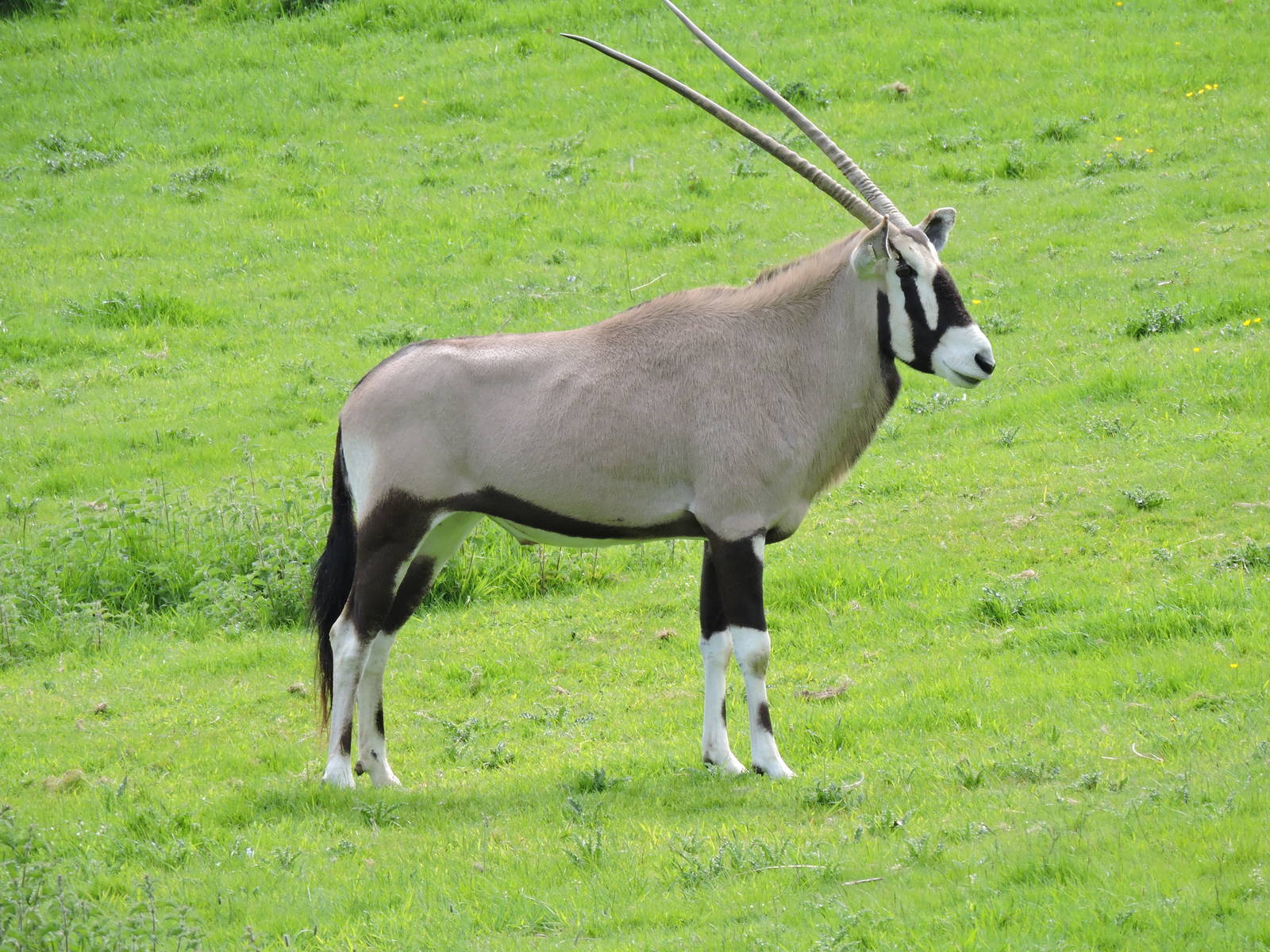 Gemsbok