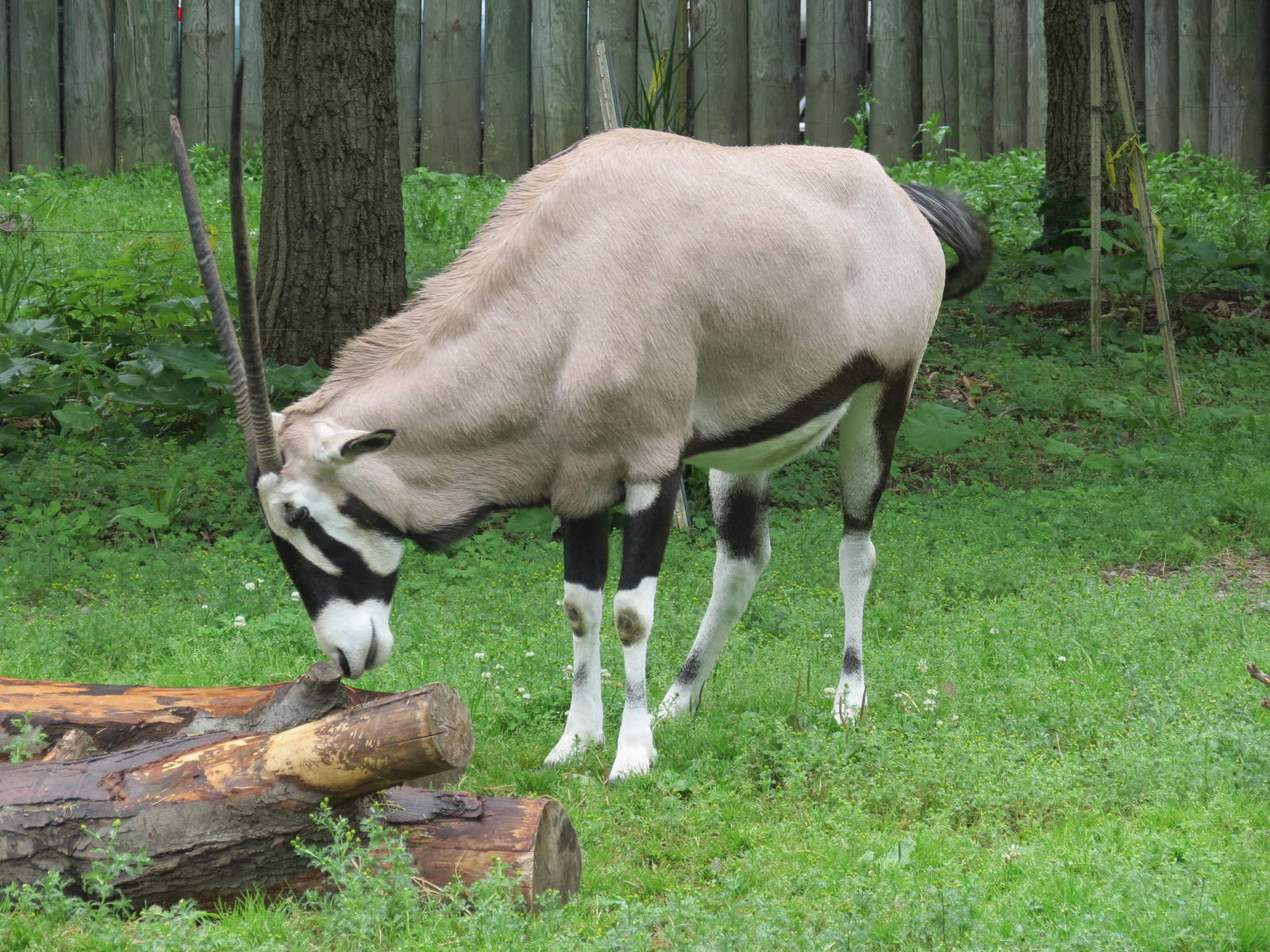 Gemsbok