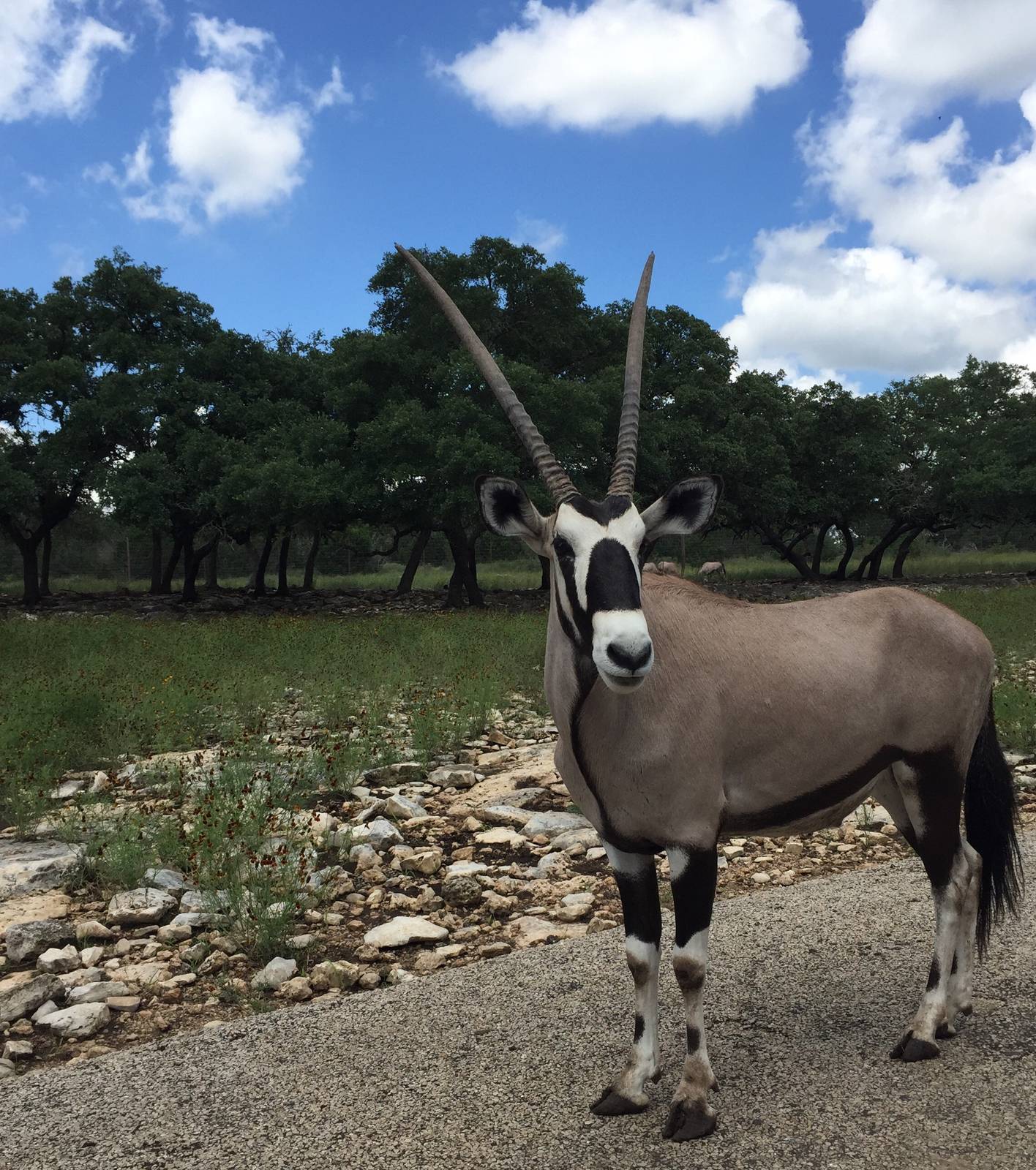 Gemsbok