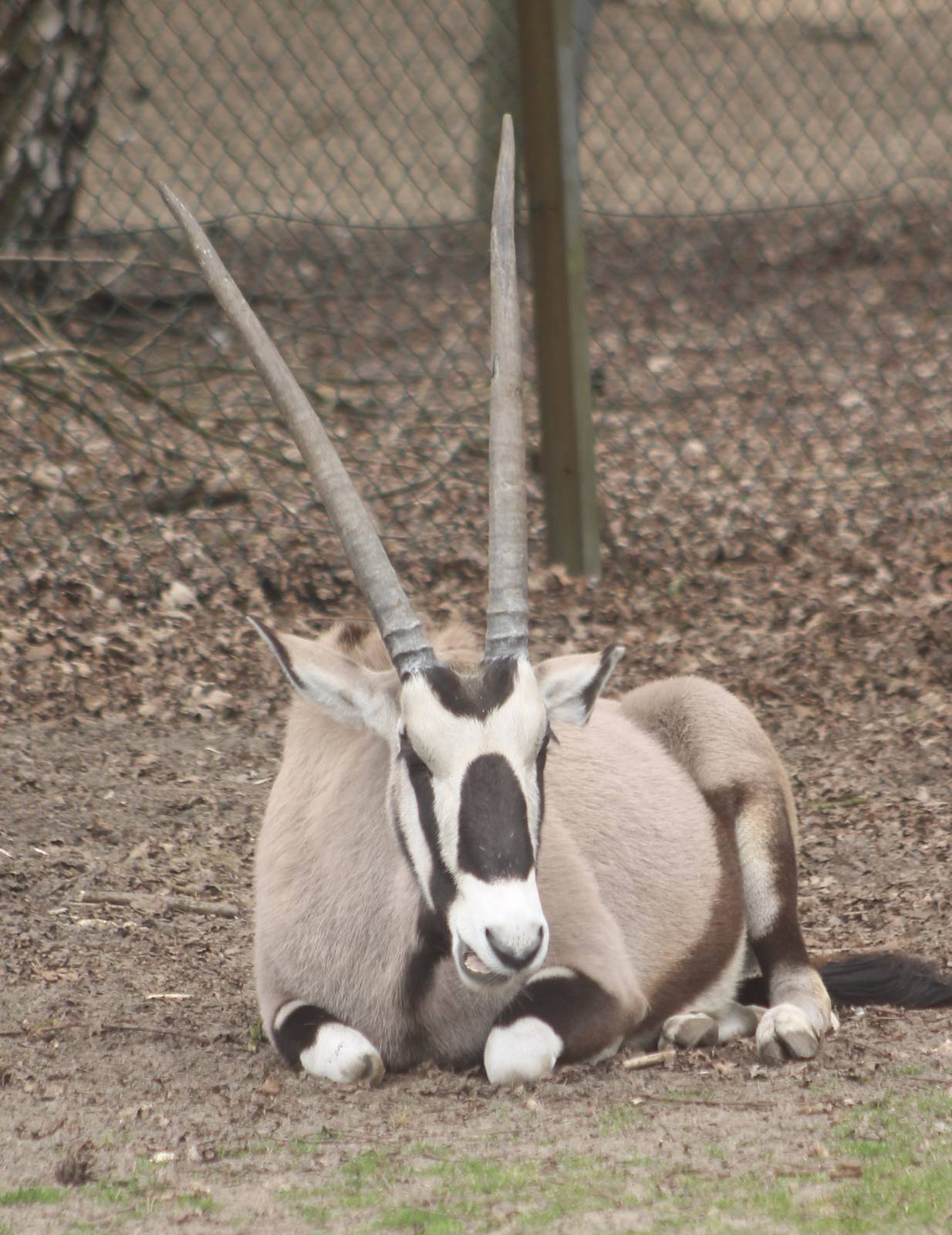 Gemsbok