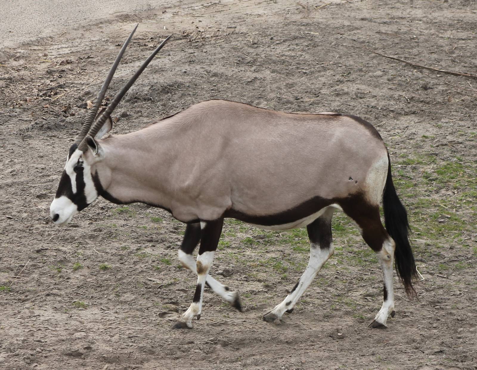 Gemsbok
