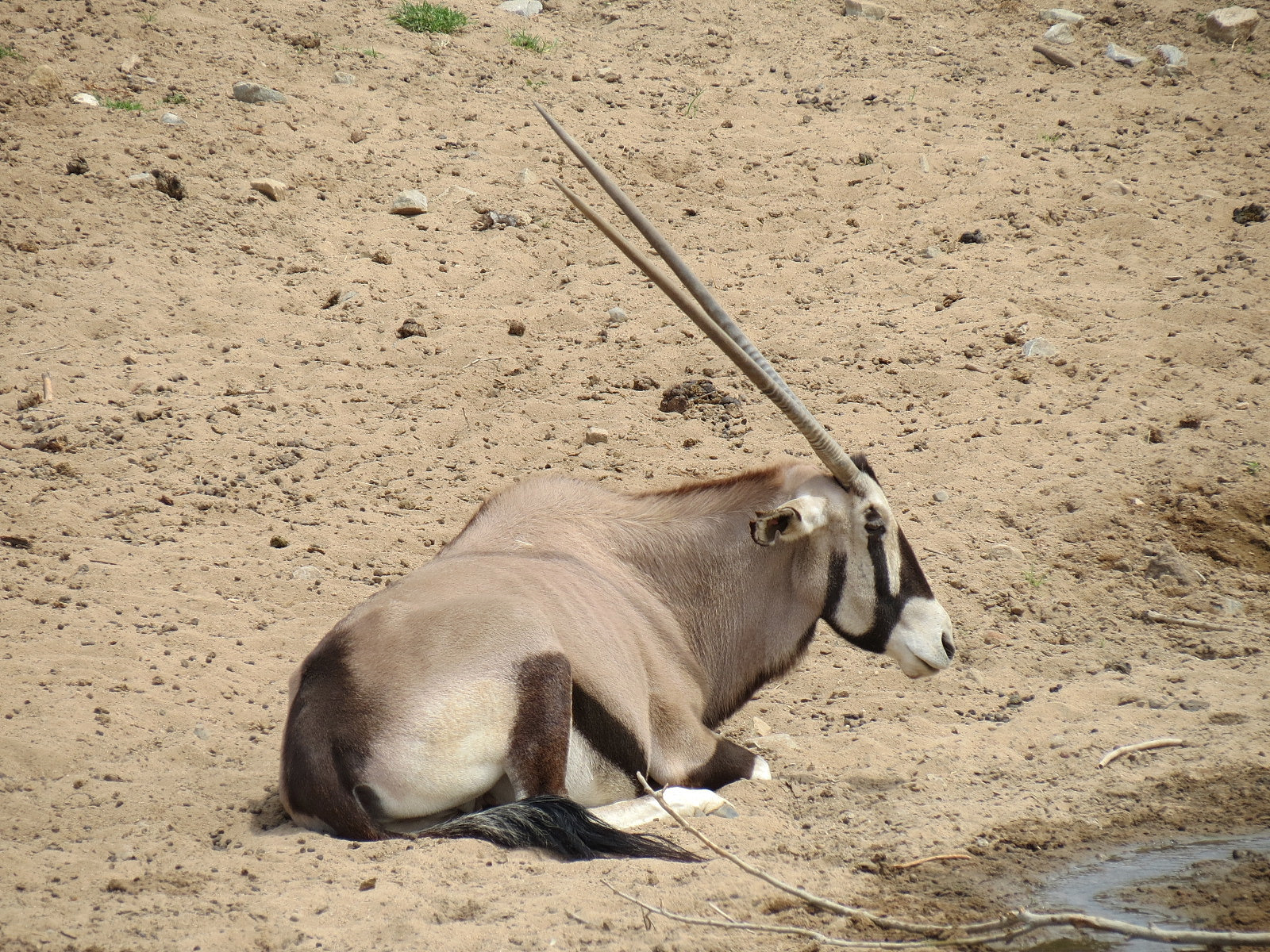 Gemsbok