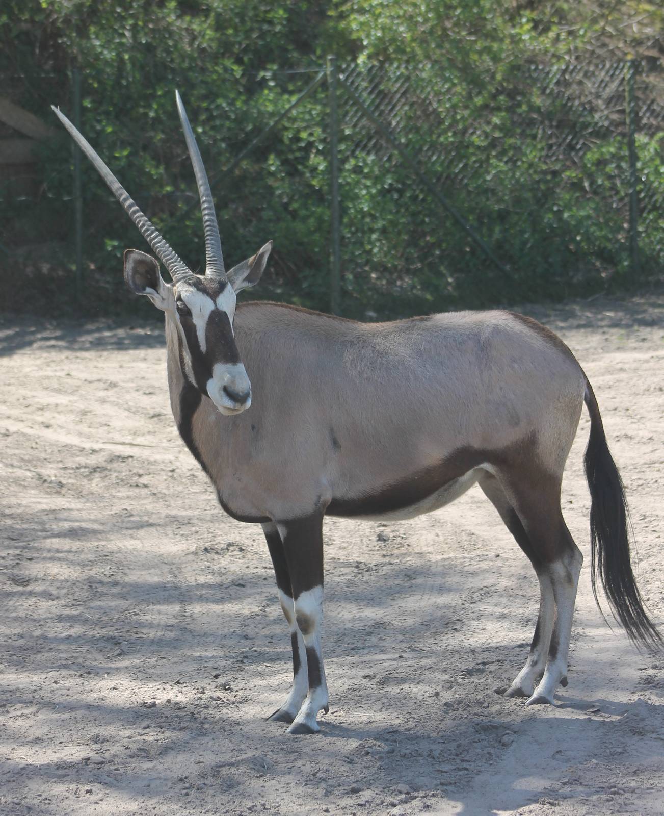 Gemsbok