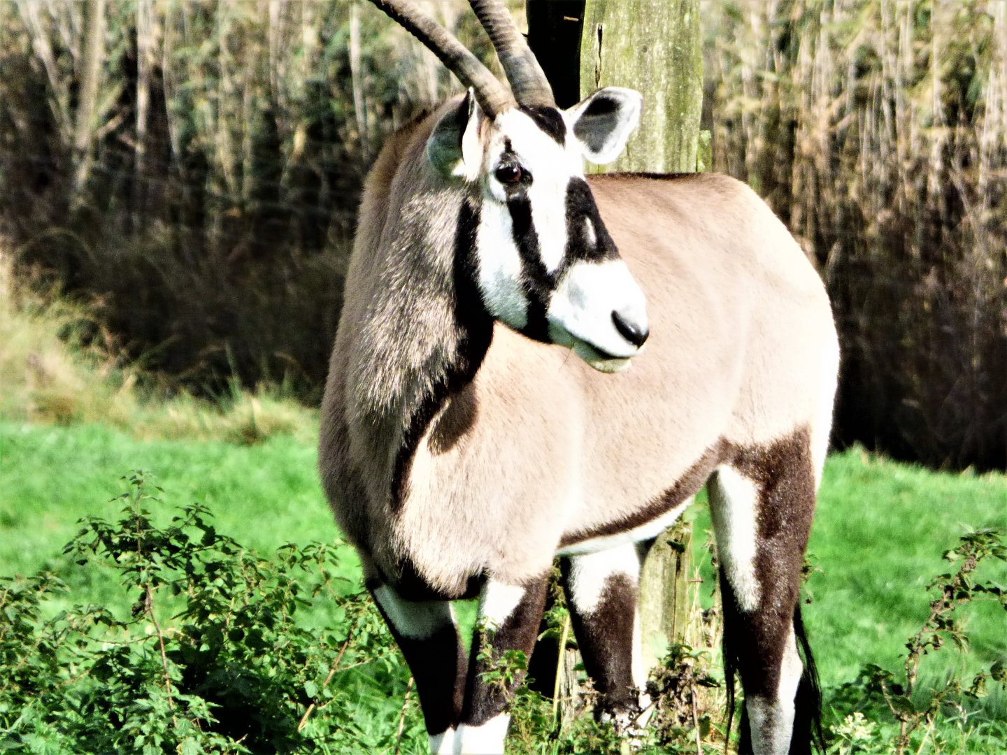 Gemsbok