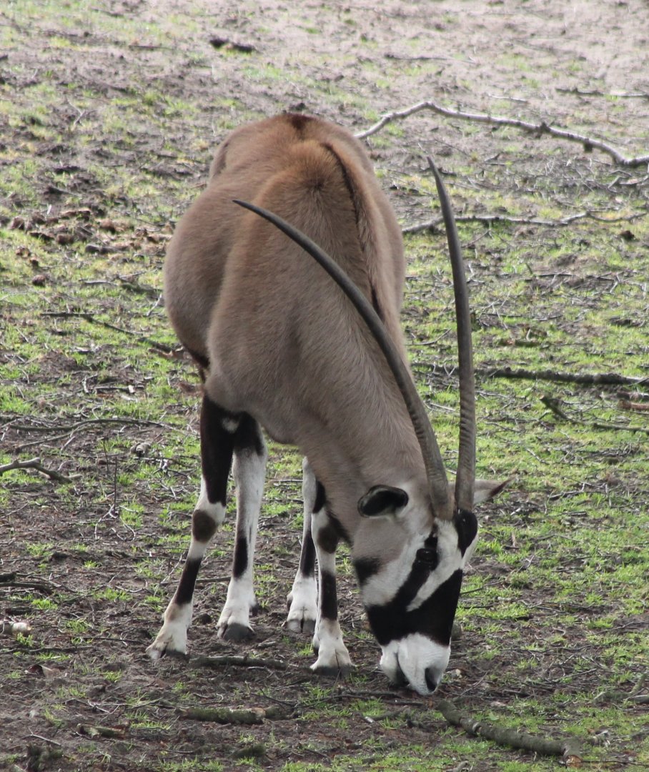 Gemsbok