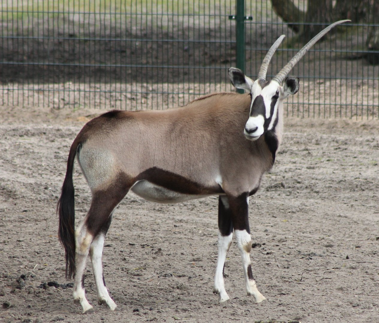 Gemsbok