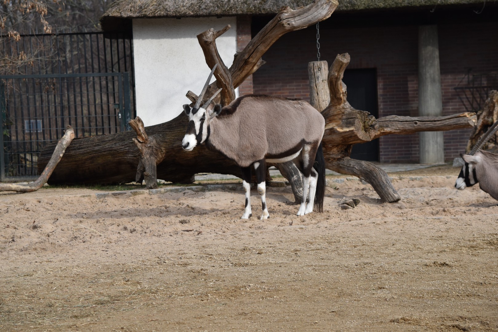 Gemsbok