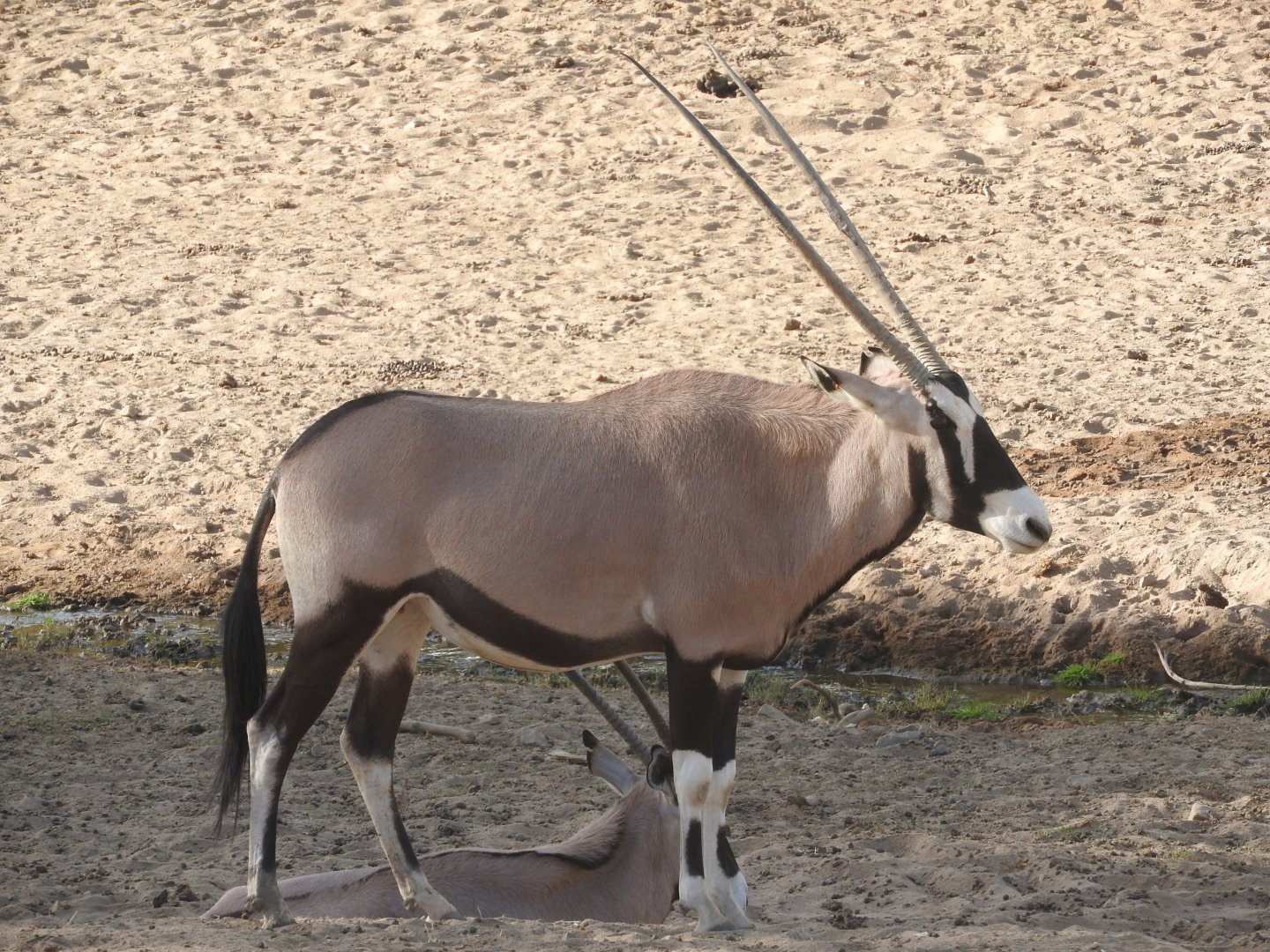 Gemsbok